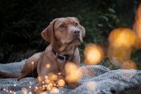 Hundefotografie Themenshooting "Lichter" Sachsen - Kreischa Vorschau