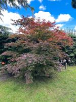 Sehr schöner roter Fächerahorn Baum 2,50m - 3m groß Nordrhein-Westfalen - Krefeld Vorschau