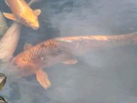 Koi-Fischen 2 st 70 Euro Nordrhein-Westfalen - Ahlen Vorschau