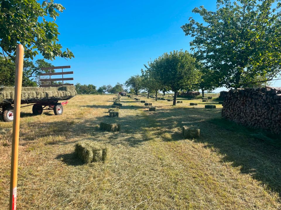 Heu in kleinen HD Ballen - Heuballen Ernte 2024 - ab Wiese in Hungen