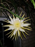 Königin der Nacht Selenicereus grandiflorus Kaktus Kakteen Nordrhein-Westfalen - Roetgen Vorschau