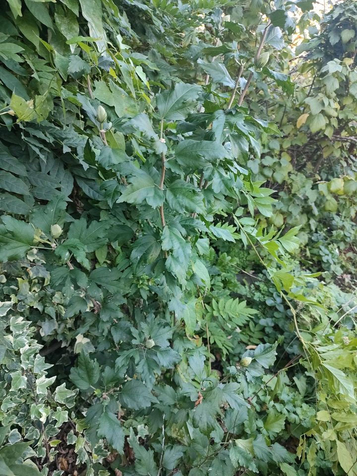 Garten Gartenpflanze Hibiskus ca.120cm in Mönchengladbach