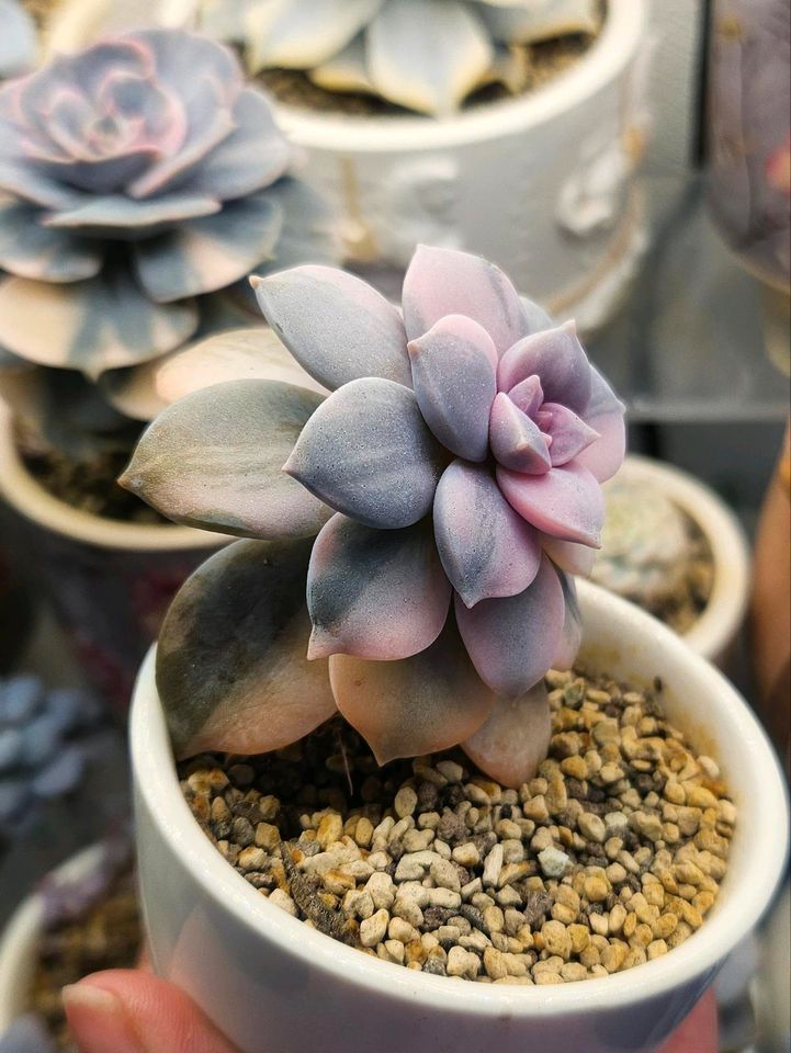 Graptopetalum Superbum Variegata Sukkulente Zimmerpflanze in Bretten