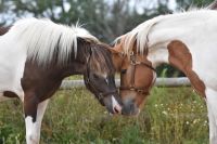 Reitbeteiligung/Pflegebeteiligung auf Islandpferden und Reitponys Kiel - Wellsee-Kronsburg-Rönne Vorschau