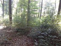 Waldparzelle im Umkreis von Kescheid, Hahn und Mehren gesucht Rheinland-Pfalz - Kescheid Vorschau