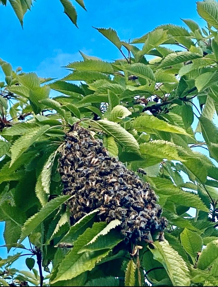 Imker fängt Bienenschwarm: Raum Ahrensburg und Stormarn in Großhansdorf