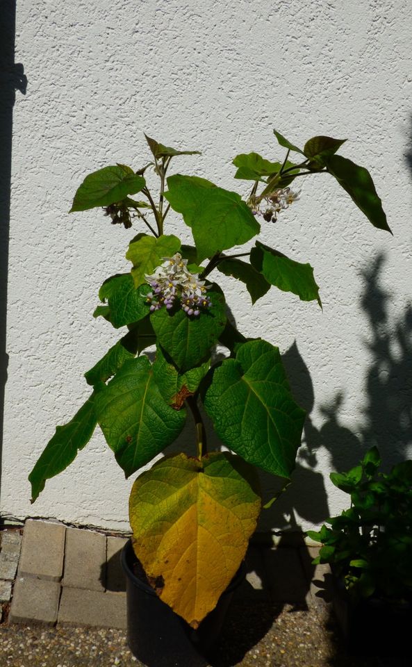 Tamarillo Hardy ( Solanum corymbiflora ) kräftige Pflanze in Obersulm