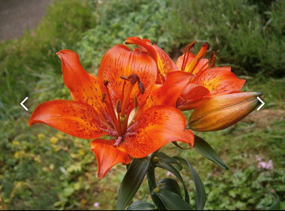 Pflanze Feuerlilie Lilie Topf Balkon Garten in Erfurt