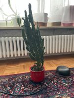 Kaktus Pflanze Bayern - Gauting Vorschau