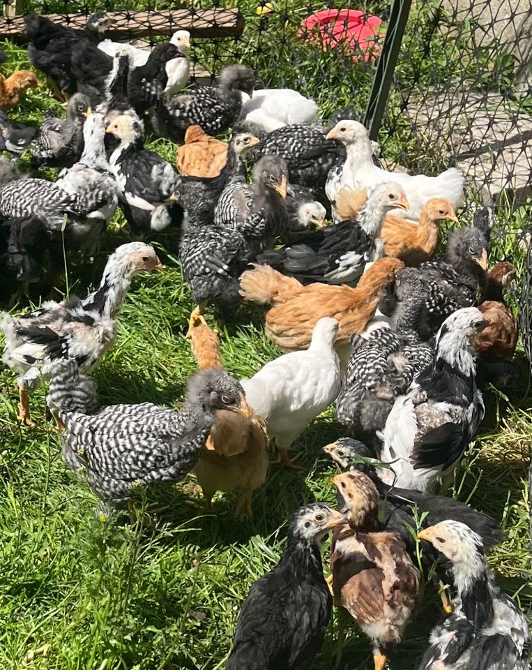 Küken von gestreiften Wyandotten (Hühner) in Mustin bei Ratzeburg