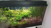 Aquarium 80 Liter Niedersachsen - Ritterhude Vorschau