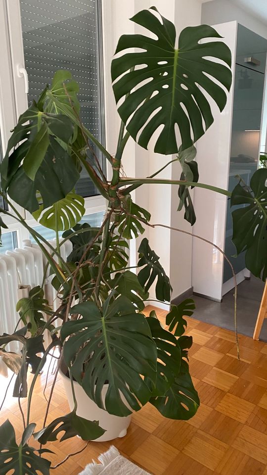 Monstera Philodendron Pflanze Large Zimmerpflanze ca.200 cm in Heusenstamm