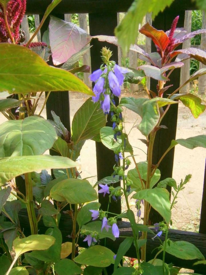 STAUDENSAMEN - BLAUE GLOCKENBLUME - ACKERGLOCKENBLUME in Lutherstadt Wittenberg