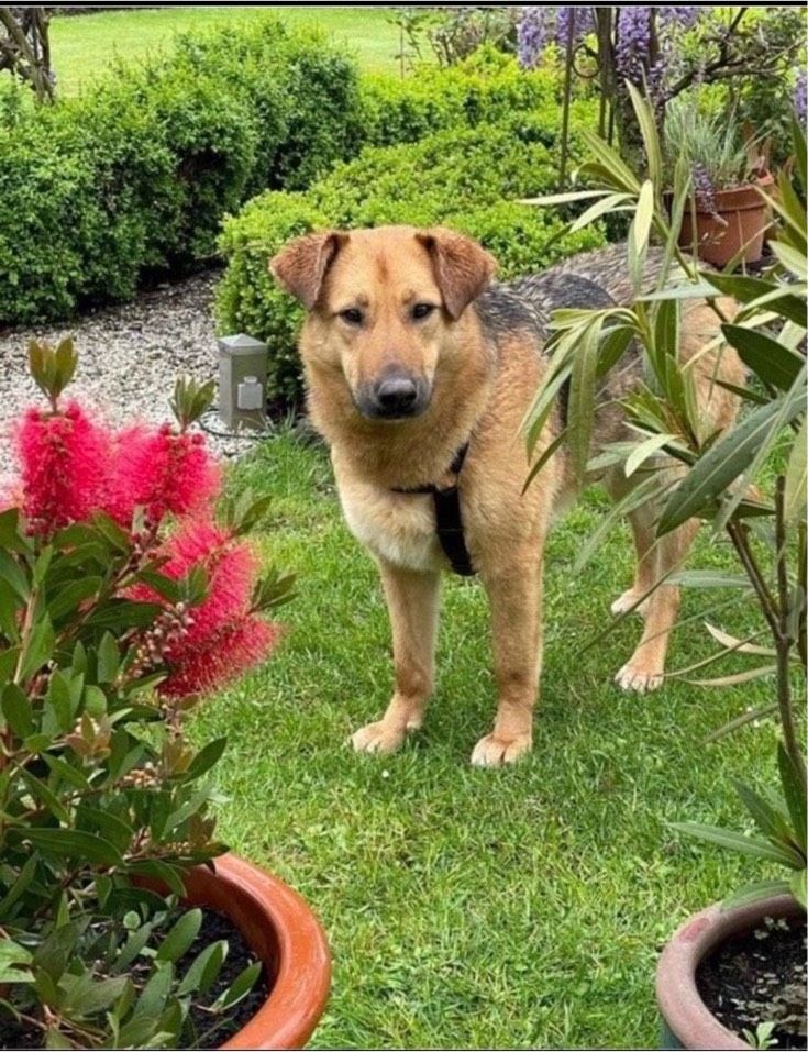 Fanny, Hündin kastriert, ca 3 Jahre, ca 55 cm in Wegberg