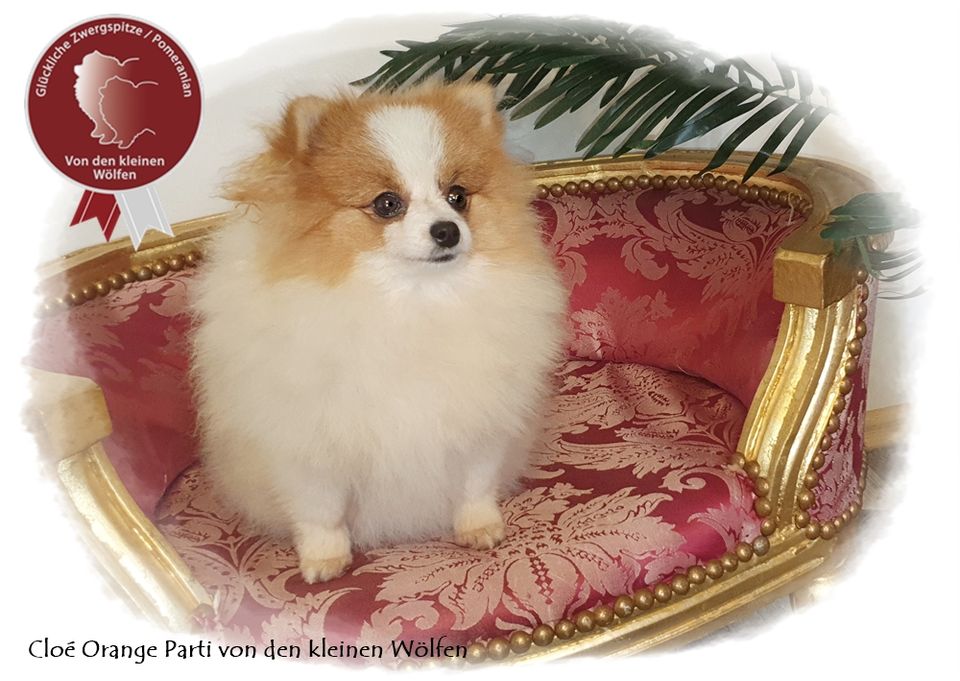 Zwergspitz Pomeranian Hündin, mit Ahnentafel in Tiddische