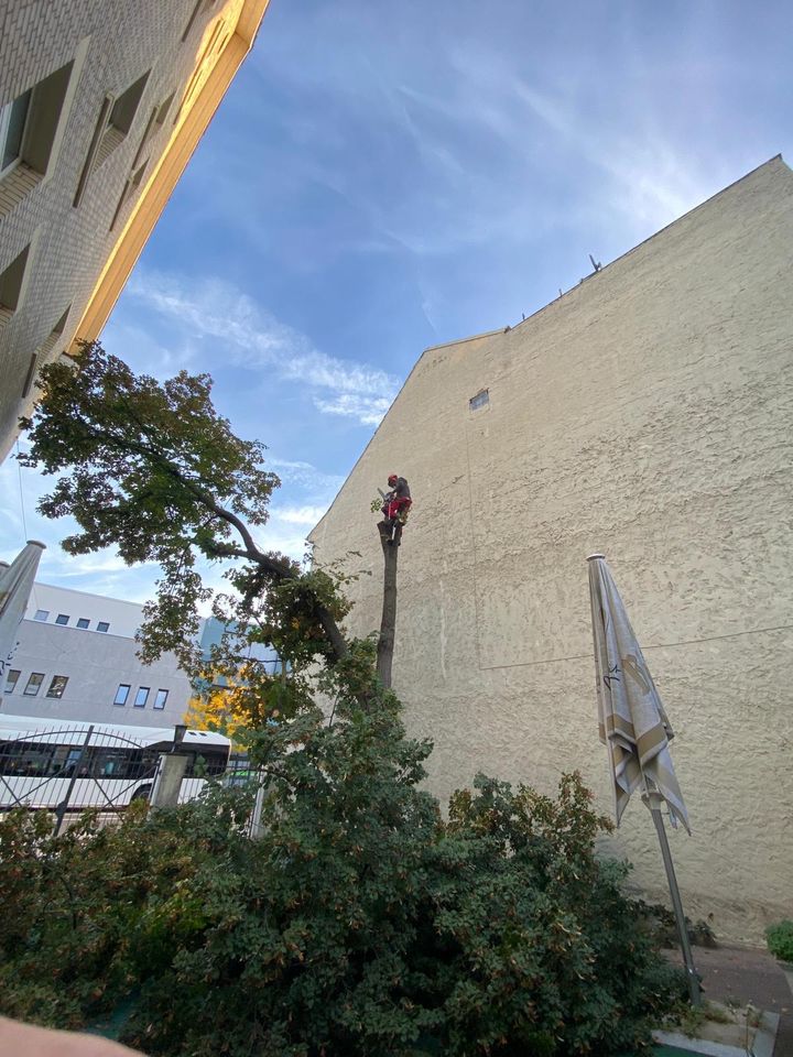 Baum Fällung , Hecke schneiden ,  Pflegeschnitte , Säuberung in Nidda