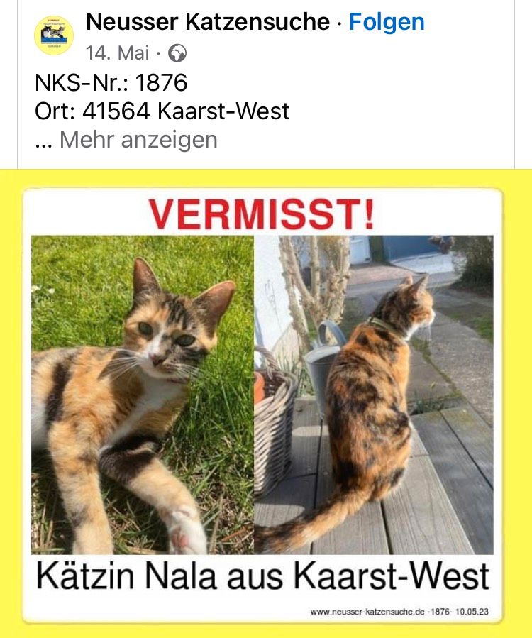 schlanke Katze immer noch vermisst. Hat sie denn niemand gesehen? in Kaarst