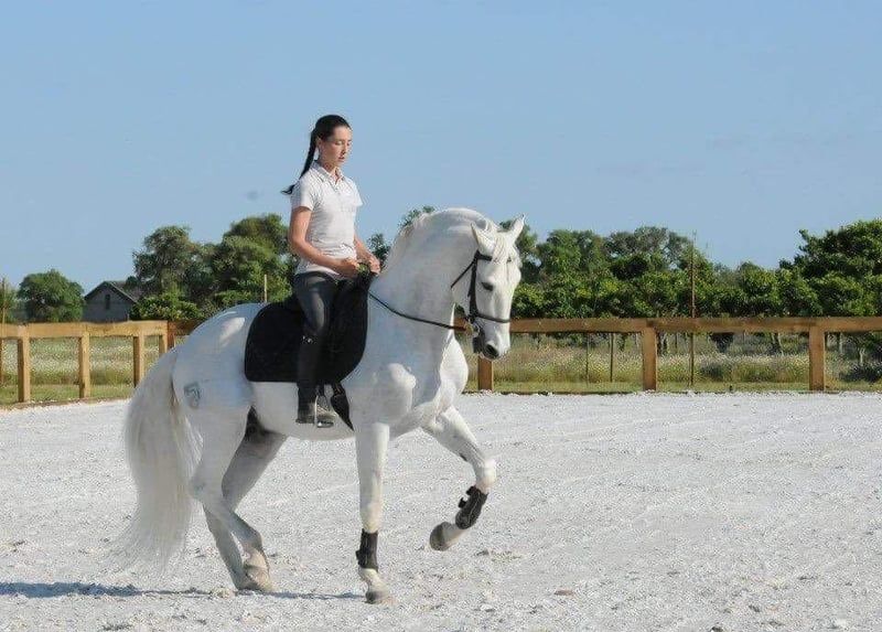 Lusitano Warmblut Wallach Schimmel in Soyen