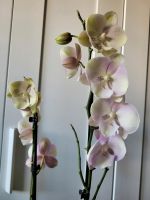 Orchidee Phalaenopsis Big Lip Berlin - Marzahn Vorschau