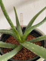 Aloe Vera Pflanze Niedersachsen - Bad Sachsa Vorschau