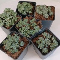 Sedum Spathulifolium 'Cape Blanco' Jungpflanze 1,99 Euro Nordrhein-Westfalen - Grefrath Vorschau