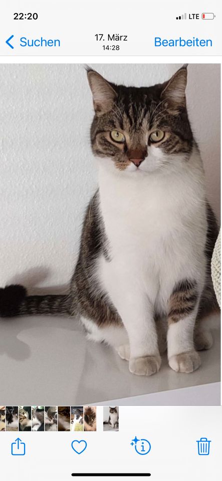 Kater / Katze  vermisst 800  € Belohnung in Herne