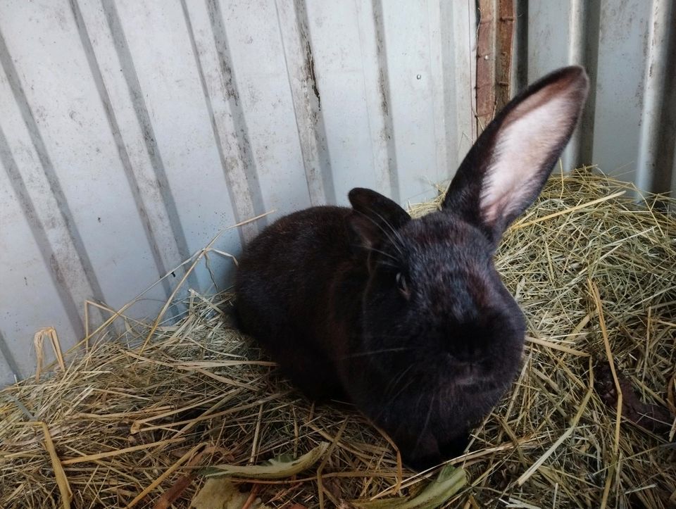 Kaninchen zu verkaufen in Rastow