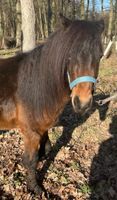 Dartmoor Pony Hengst Hurricane Rheinland-Pfalz - Haßloch Vorschau