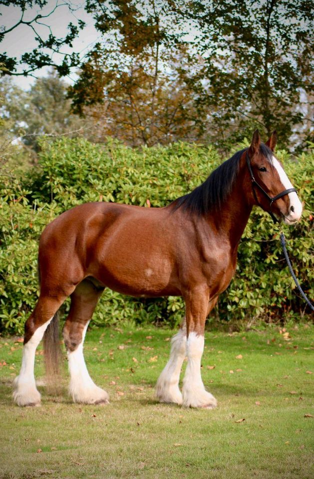 Fahrpferde Shire Horse Gespann in Varel