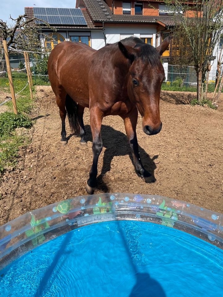 Pflegebeteiligung für Quarter Horse Wallach gesucht in Buchen (Odenwald)