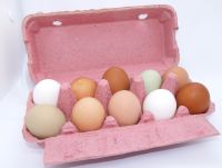 (0,38 €*/Stück)Eier  3,80€ 10St (3,6€* bei eigener Pappe) Nordfriesland - Klanxbüll Vorschau