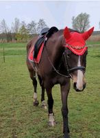 Reitbeteiligung für mehrere Pferde Ponys Sachsen-Anhalt - Theeßen Vorschau