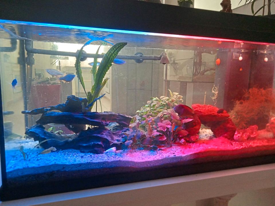 Juwel Aquarium 180 Liter  + Fische + Reichlich Zubehör in Göhl