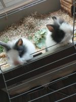 Zwei Kaninchen Babys mit käfig und Zubehör Nordrhein-Westfalen - Oberhausen Vorschau