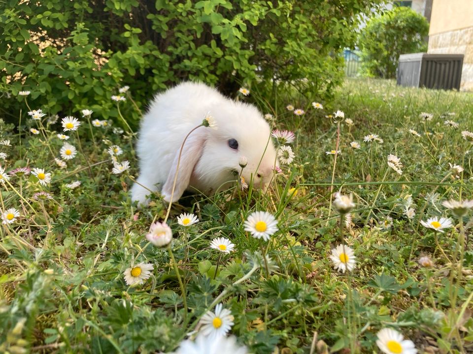 Zuckersüße *Minilop* Häsin 11 Wochen *geimpft* Mi Lop Zwergwidder in Dresden