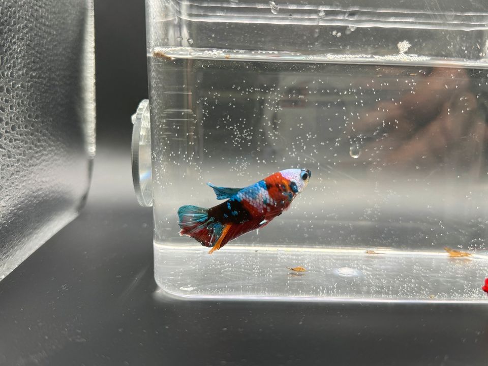 Kampffisch (Betta splendens) Hmpk yellow base multicolor in Kaufungen