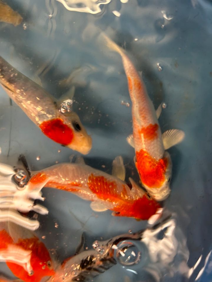 Koi Showa Sanke Kohaku Kujaku Utsuri Ogon  Karpfen in Rangendingen