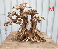 Scaping Bonsai Baum Jungle Twin M-XL Aquarium Aquascaping Neu Nordrhein-Westfalen - Gladbeck Vorschau