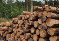 Verschiedene Holzstämme 2m nach Wunsch Ofen Stämme Brennholz Bayern - Berching Vorschau