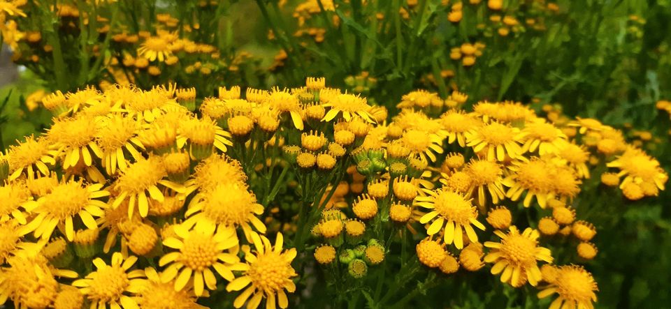 Winterharte Blumenstauden in Schortens