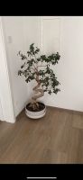 Ficus Bonsai Pflanze Baum Baden-Württemberg - Bodelshausen Vorschau