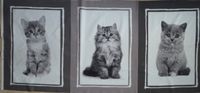 Taschenstoff Katzen Panel 50 x 70 cm - 3 Motive zur Auswahl Niedersachsen - Garbsen Vorschau