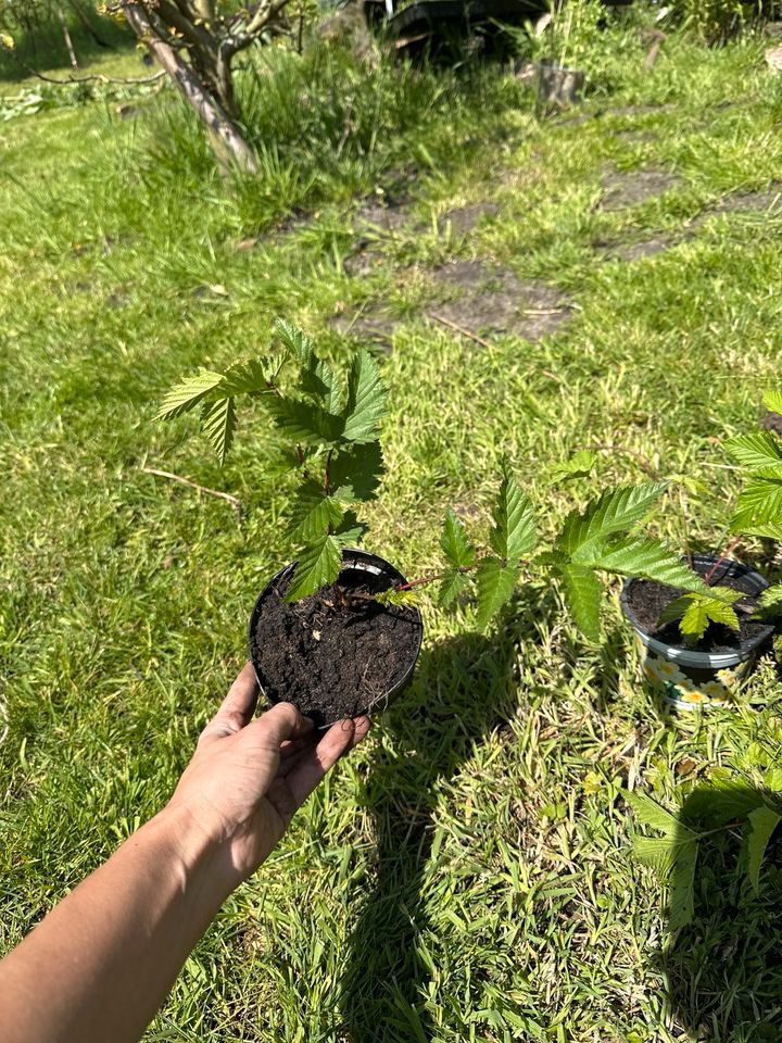 Ableger weißes Echtes Mädesüß  Filipendula ulmaria  Bärenklau in Paderborn