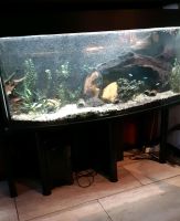 Aquarium  mit gewölbter Frontscheibe  120x50x40/35 cm Niedersachsen - Braunschweig Vorschau