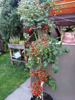 Rispen - Tomaten ausgefallene Raritäten ! München - Schwabing-Freimann Vorschau