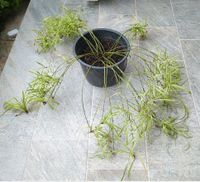 Grünlilie Chlorophytum comosum Kr. Altötting - Haiming Vorschau