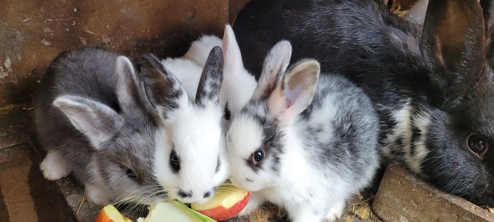 Kaninchen Kinder abzugeben in Mittenwalde