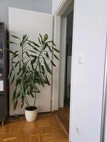Große Zimmerpflanze ca 150cm wie Monstera München - Untergiesing-Harlaching Vorschau