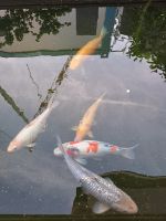 Große gesunde Koi Fische 30-50 cm Farben Silber Orange Weiß Bunt Baden-Württemberg - Leinfelden-Echterdingen Vorschau