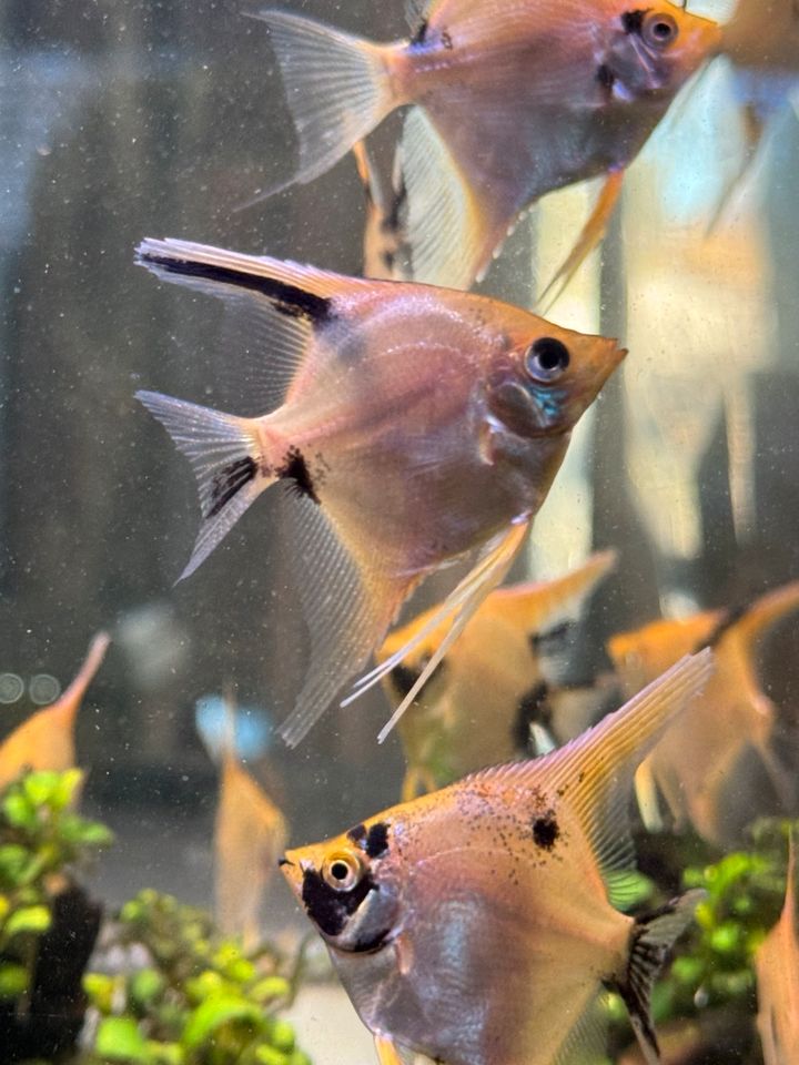 Schöne und große Skalar Jungtiere Aquarium Fische in Stuttgart